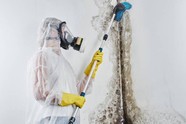 Best Commercial Mold Removal  in Jonesborough, TN