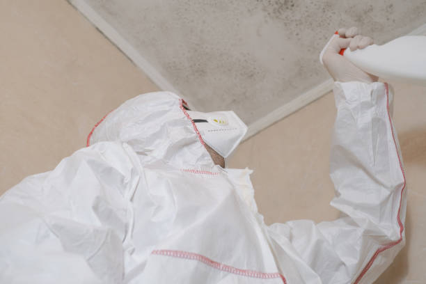 Trusted Jonesborough, TN Mold Removal Experts