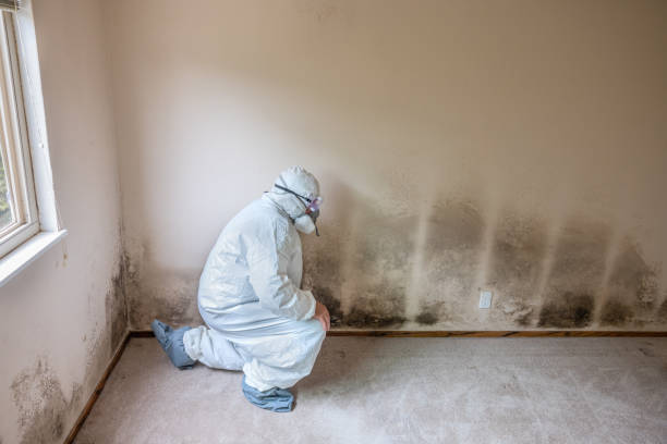 Best Mold Damage Repair  in Jonesborough, TN